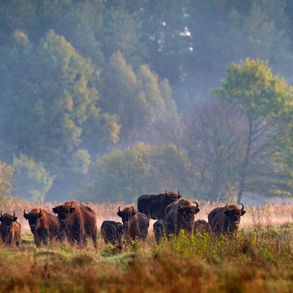 Guide de Voyage de Pologne La Forêt de Bialowieza Le Voyage Autrement