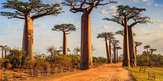 A Découvrir à Madagascar - L'allée des Baobabs
