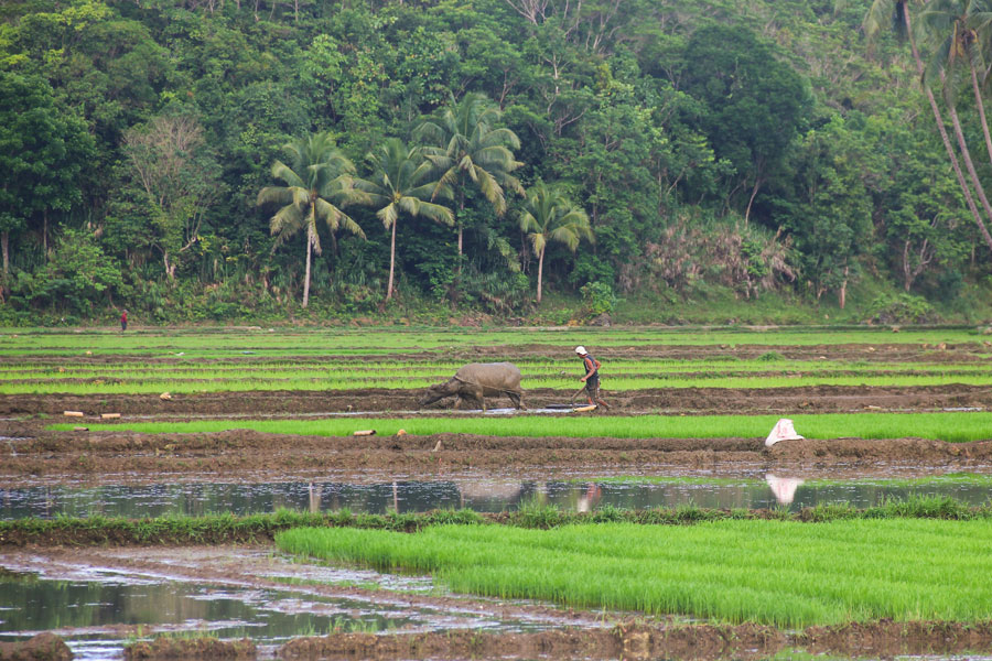 Philippines - Plages de Rêve en Collines de Chocolat à Bohol