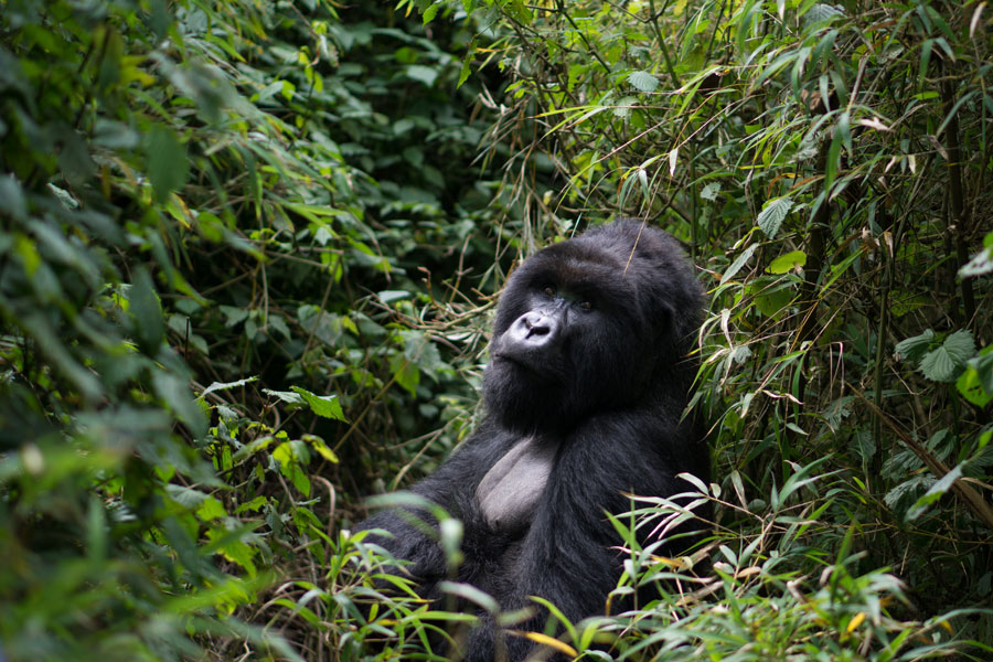 Rwanda - Dian Fossey, La Passion des Gorilles