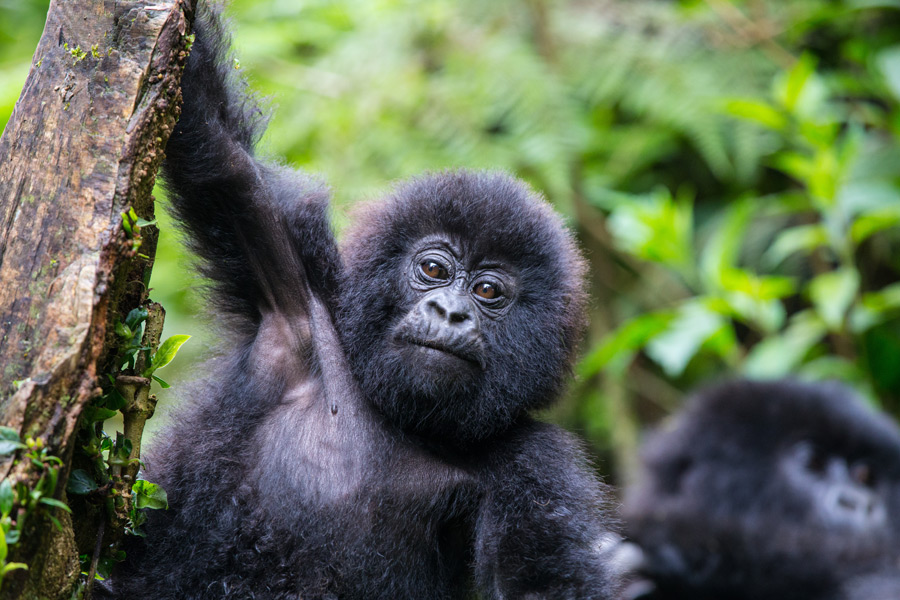 Rwanda - Dian Fossey, La Passion des Gorilles