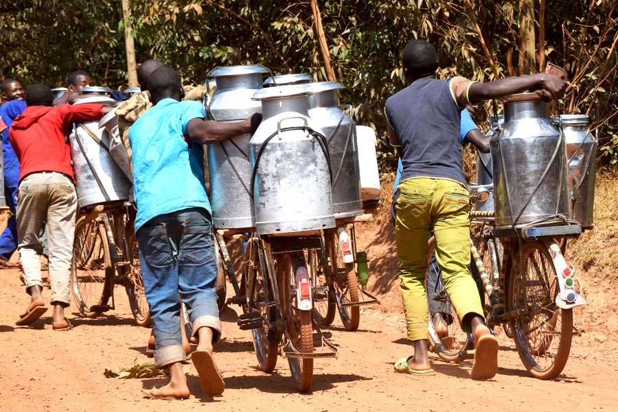 Rwanda - Là où traîne encore le Cri des Singes