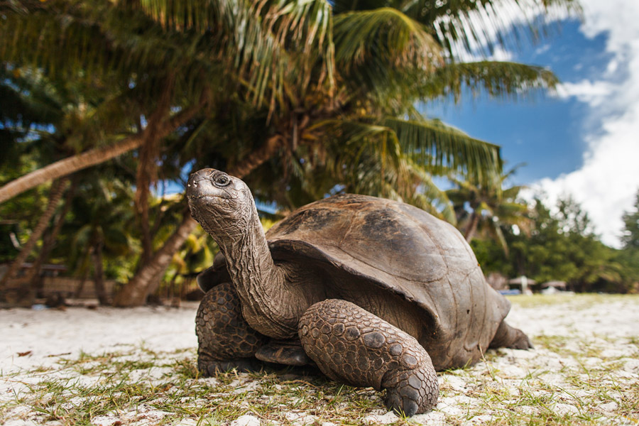 Seychelles - D'Île en Île aux Seychelles