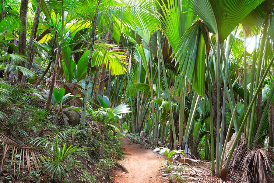 Seychelles - D'Île en Île aux Seychelles