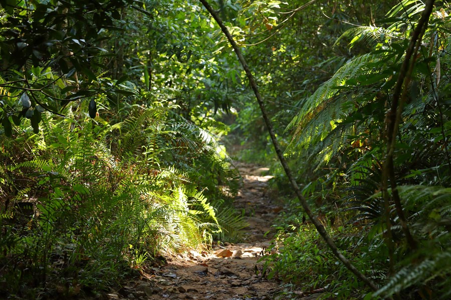 Le Sri Lanka Côté Nature - Eléphants et Orchidées