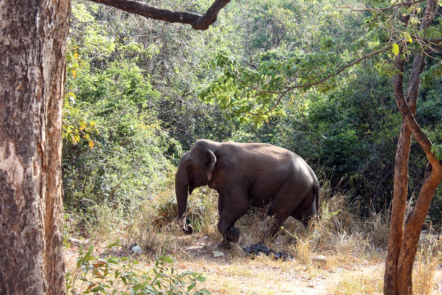 Le Sri Lanka Côté Nature - Eléphants et Orchidées