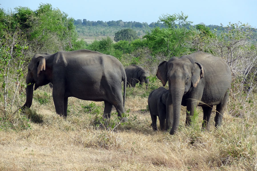 Le Sri Lanka Côté Nature - Eléphants et Orchidées