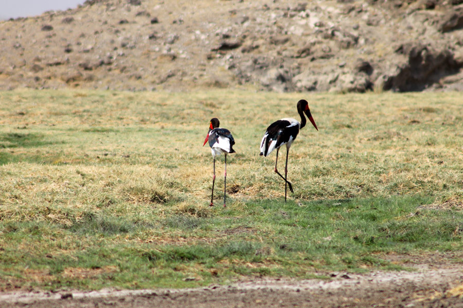 Tanzanie - Le Lac Natron et la Montagne Sacrée Ol Doinyo Lengaï