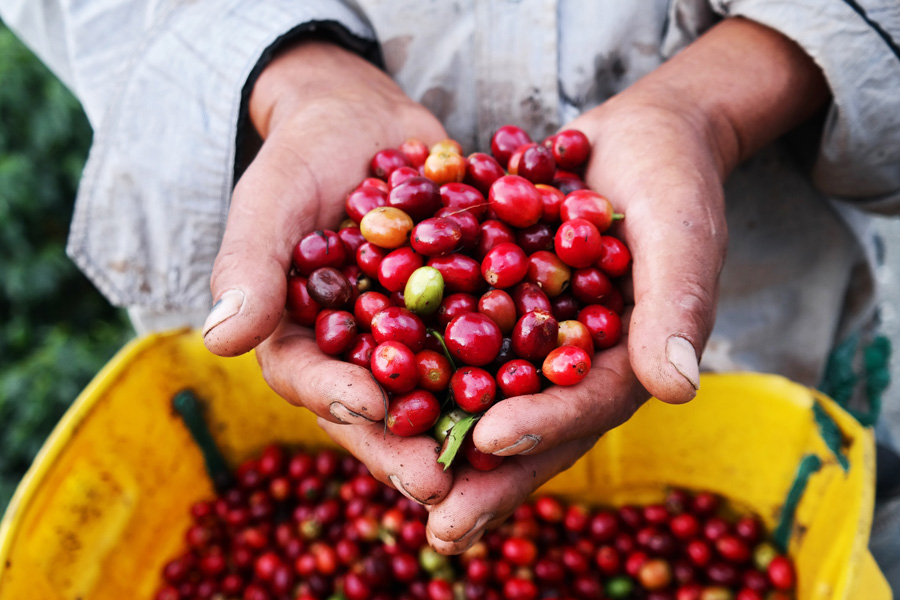 Ethiopie - La cérémonie du café