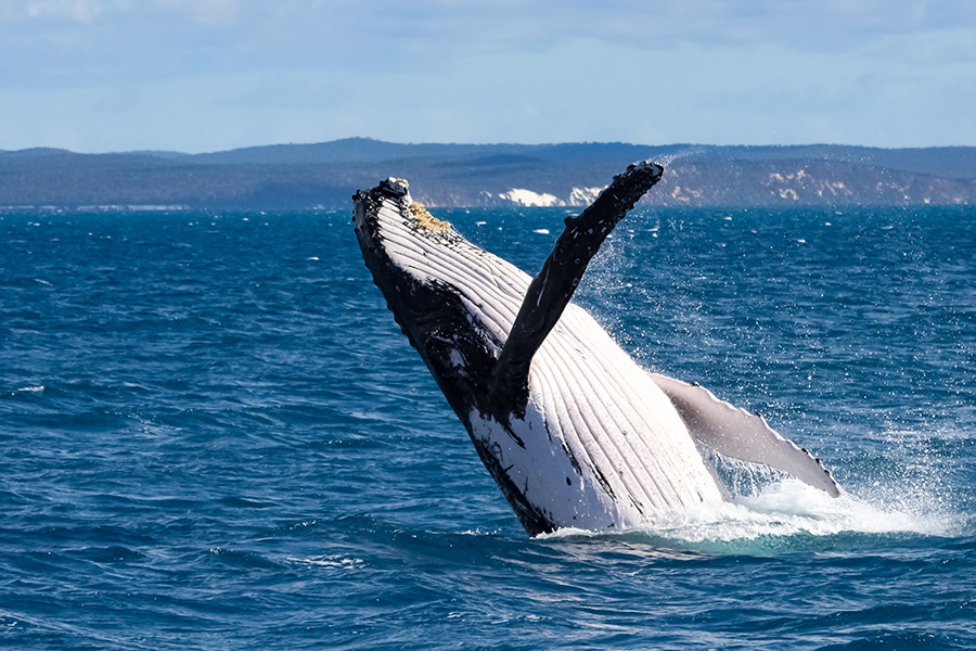 Australie - Sur les routes du Queensland du Sud en liberté