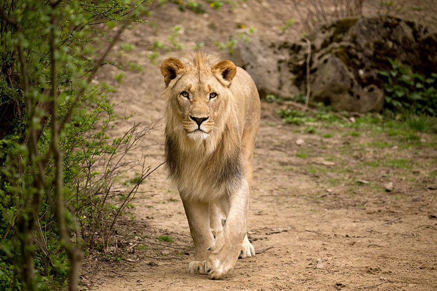 Zambie - Échappée Sauvage dans les Grands Parcs Nationaux