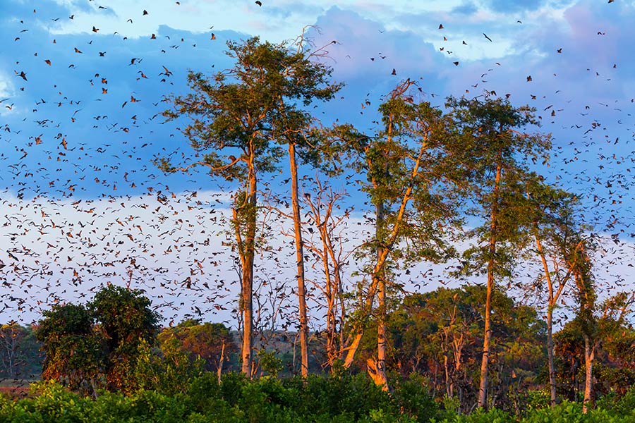 Zambie - Échappée Sauvage dans les Grands Parcs Nationaux