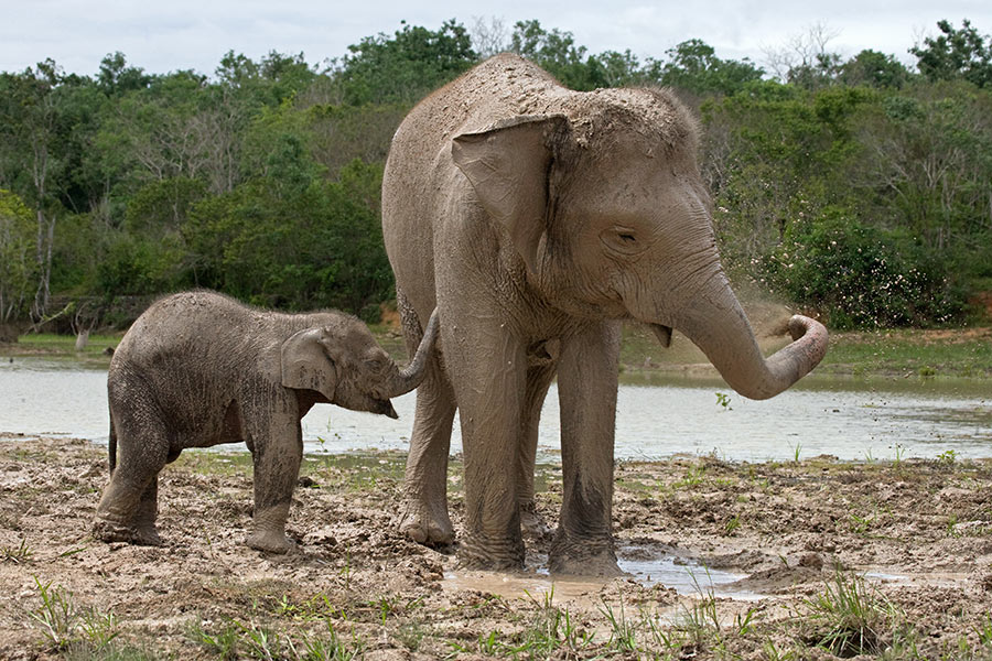 Sumatra, l'Île Jardin aux Confins de l'Indonésie