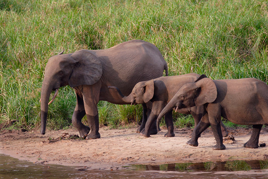 Gabon - Randonnées et Safaris dans les Parcs Nationaux