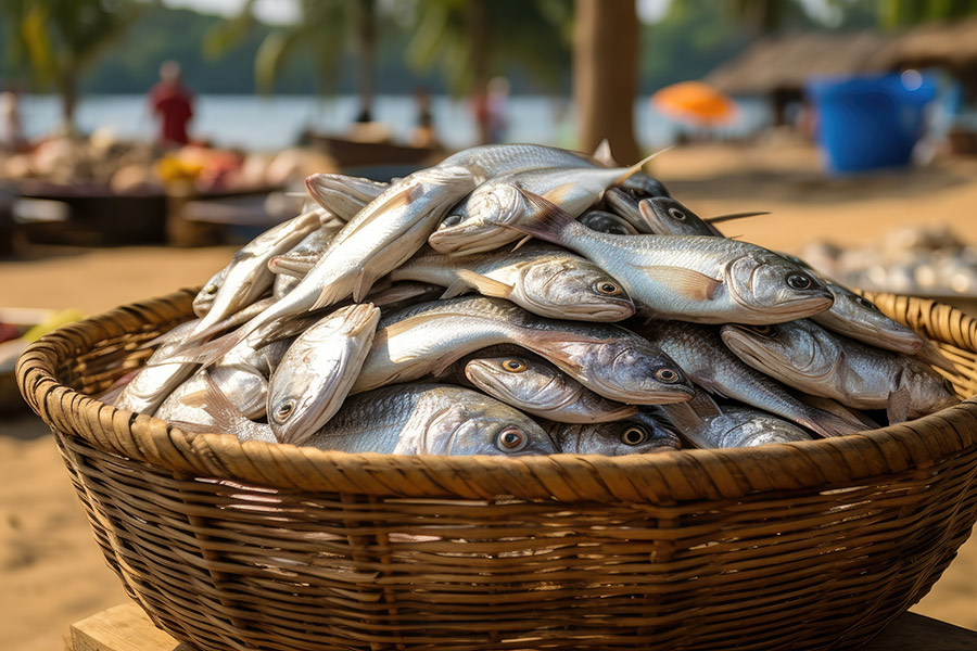 Gabon - Randonnées et Safaris dans les Parcs Nationaux