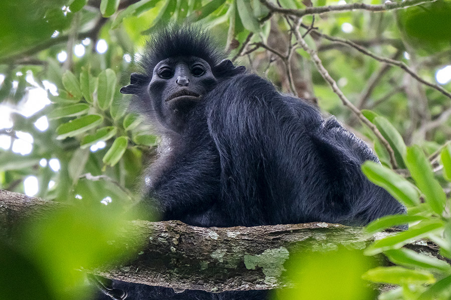 Gabon - Randonnées et Safaris dans les Parcs Nationaux