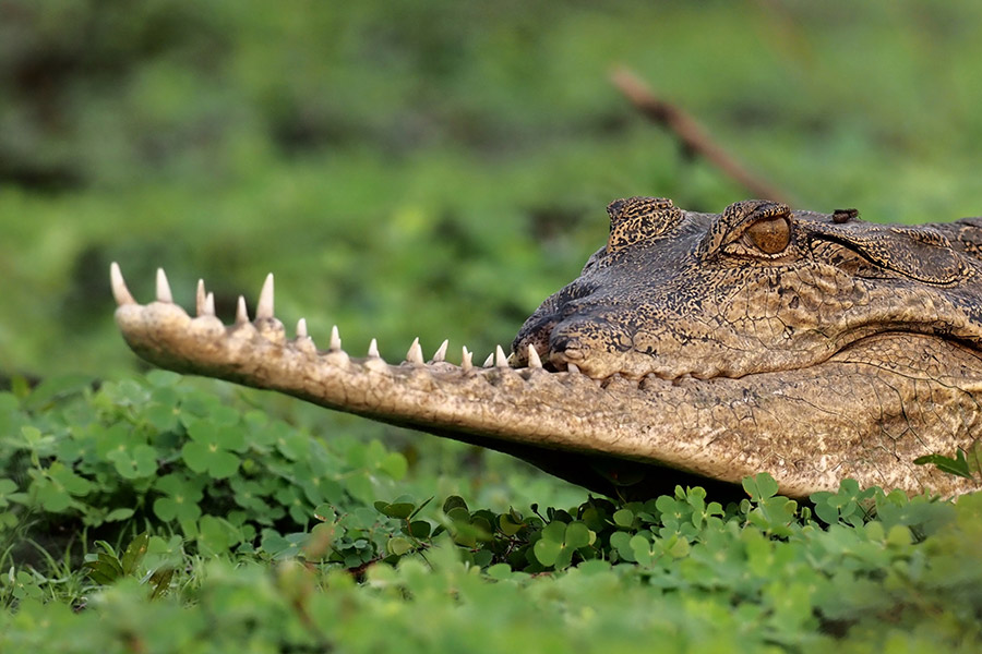 Gabon - Randonnées et Safaris dans les Parcs Nationaux