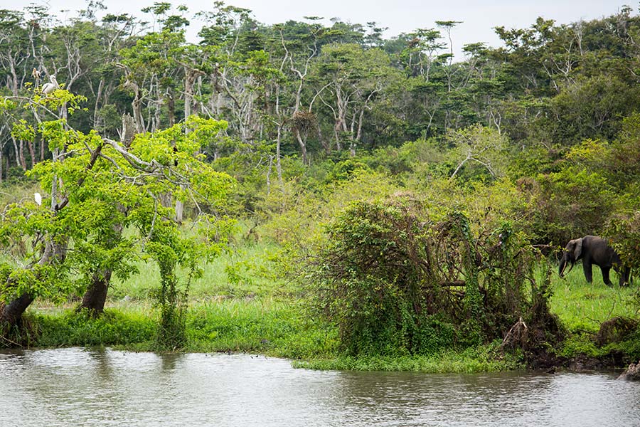 Gabon - Randonnées et Safaris dans les Parcs Nationaux