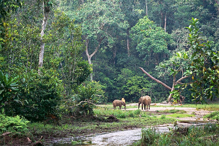 Gabon - Randonnées et Safaris dans les Parcs Nationaux