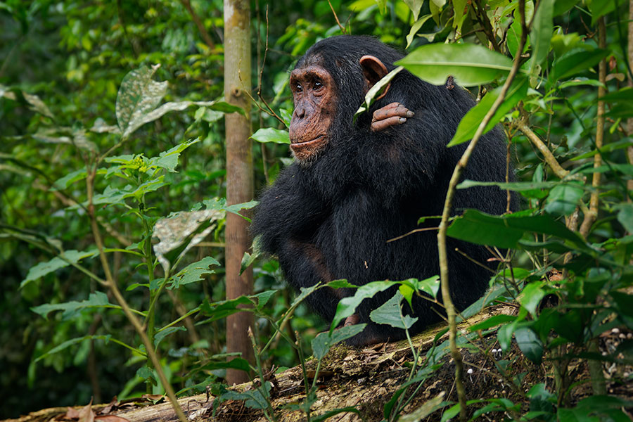 Gabon - Randonnées et Safaris dans les Parcs Nationaux