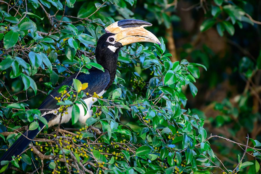 Gabon - Randonnées et Safaris dans les Parcs Nationaux