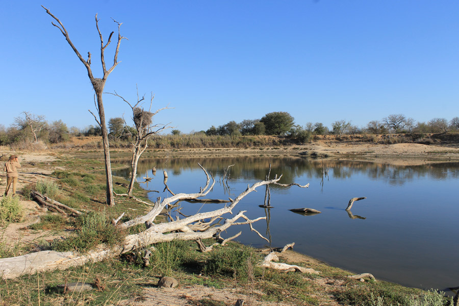 Afrique du Sud - Karongwe, un combat pour sauver les rhinos