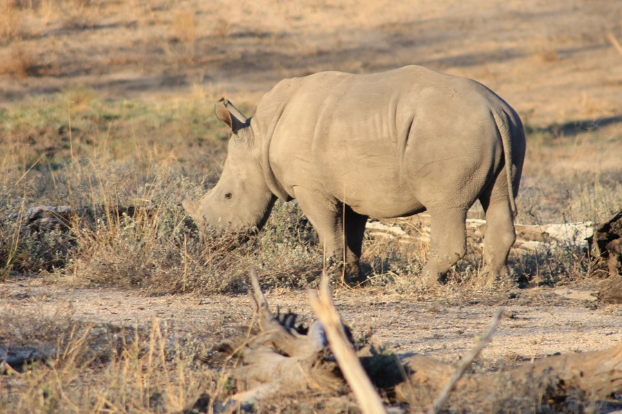 Afrique du Sud - Karongwe, un combat pour sauver les rhinos