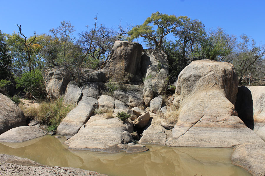 Afrique du Sud - Karongwe, un combat pour sauver les rhinos