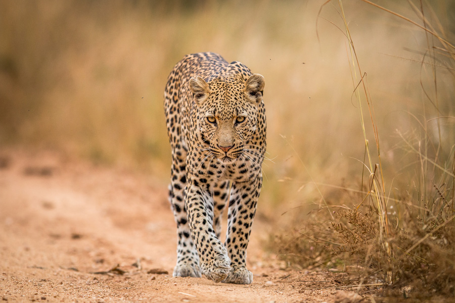 Afrique du Sud - A La Conquête des Big Five en Safari