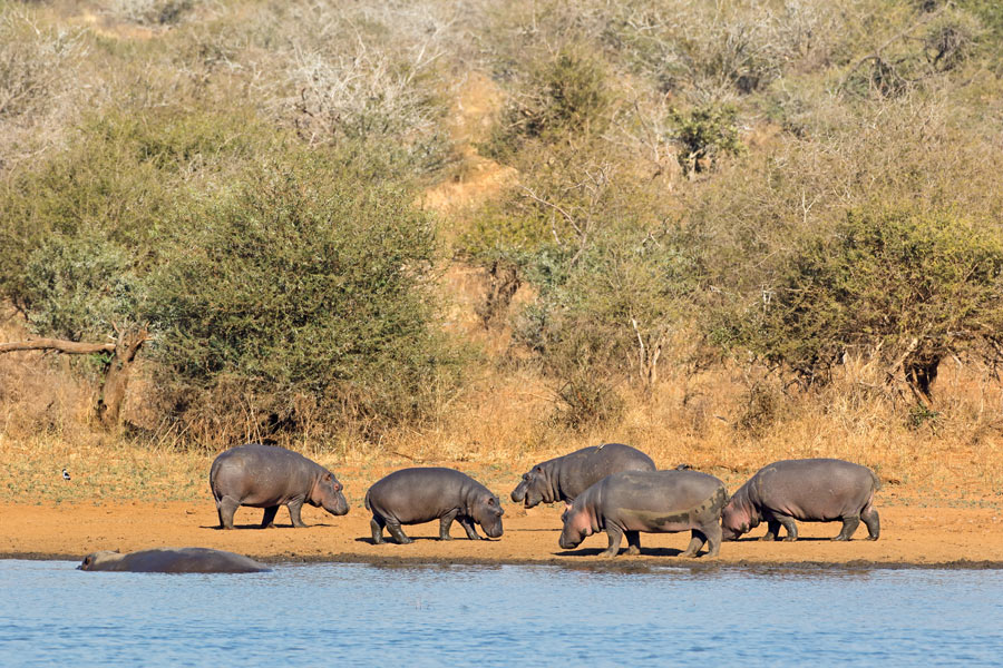 Afrique du Sud - A La Conquête des Big Five en Safari