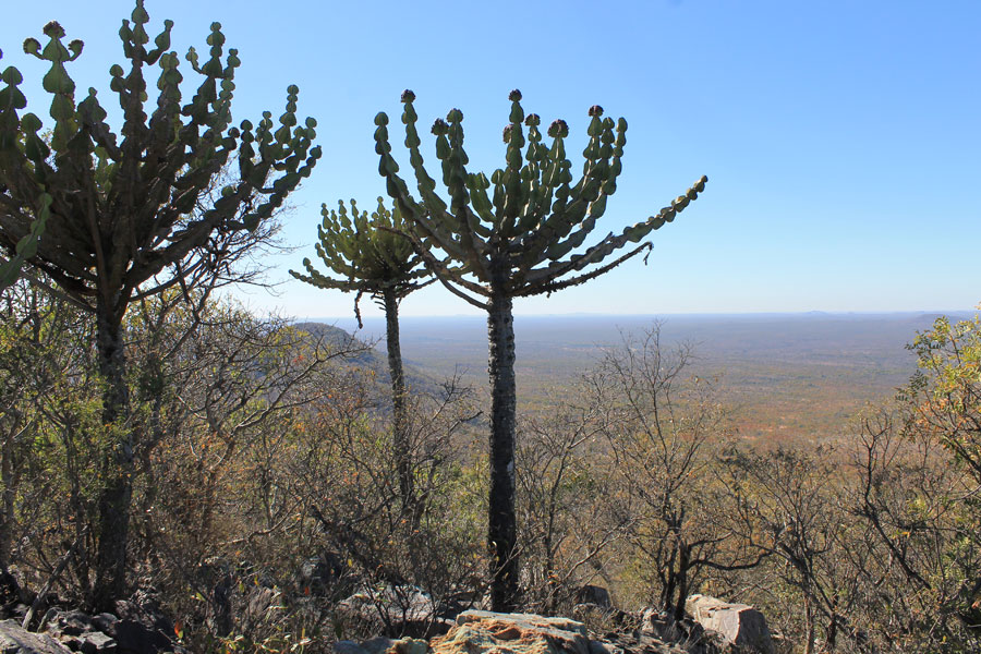 Afrique du Sud - Selati, la Véritable Wilderness Sud-Africaine