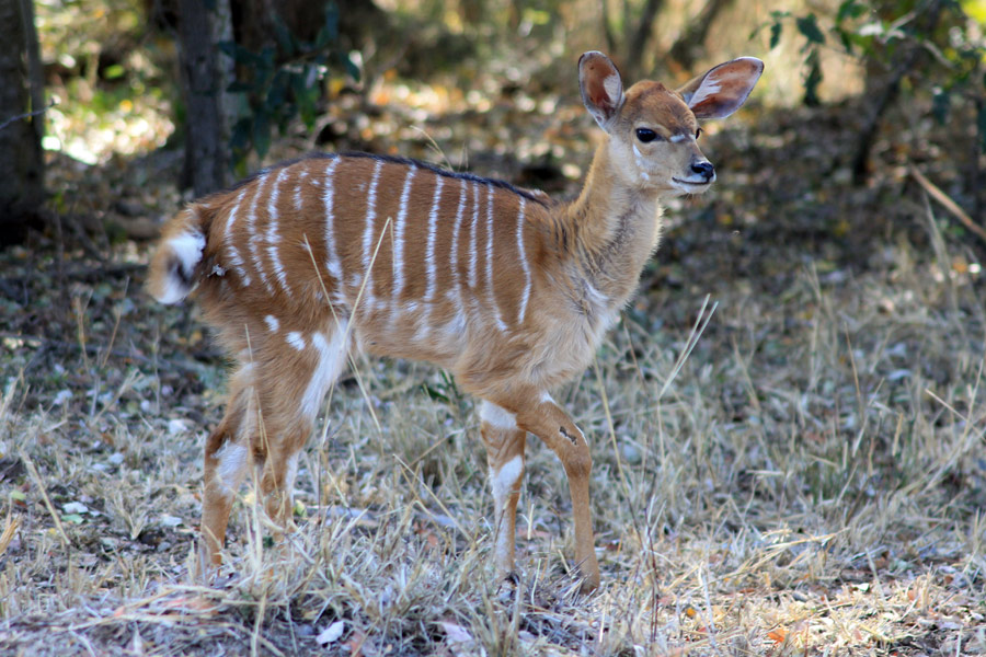 Afrique du Sud - Selati, la Véritable Wilderness Sud-Africaine