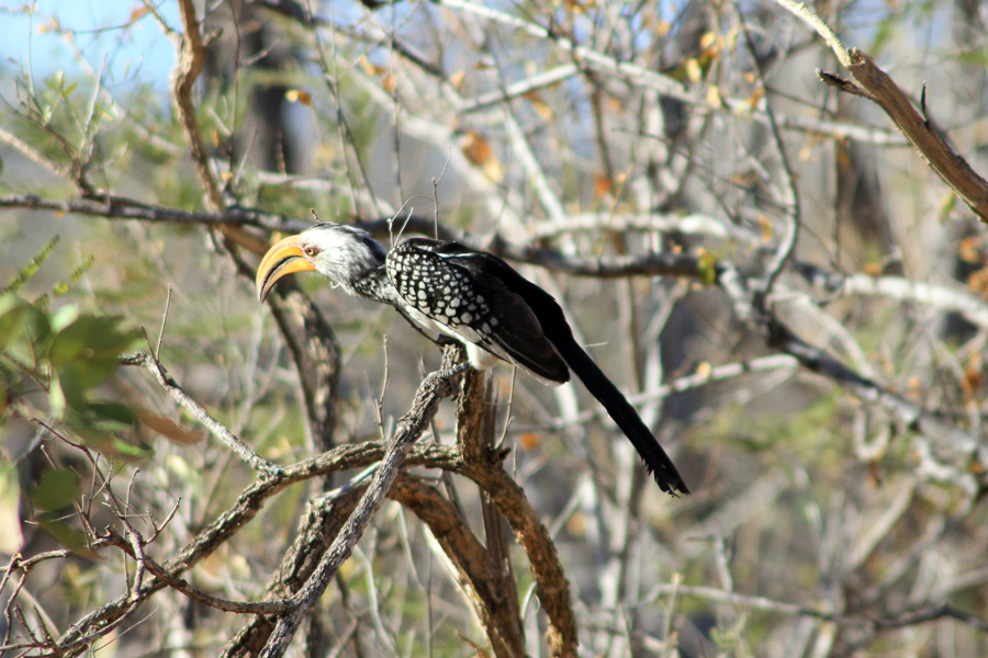 Afrique du Sud - Selati, la Véritable Wilderness Sud-Africaine