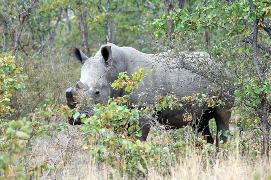 Afrique du Sud - Selati, la Véritable Wilderness Sud-Africaine