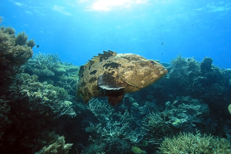 Australie - La grande barrière de corail