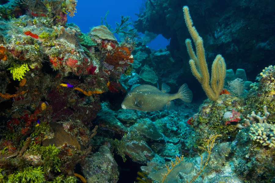 Belize - L'Expérience Caye Caulker