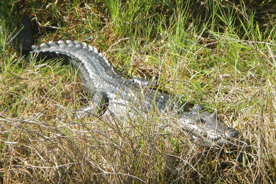 Belize - Lamanai, une Découverte Inattendue