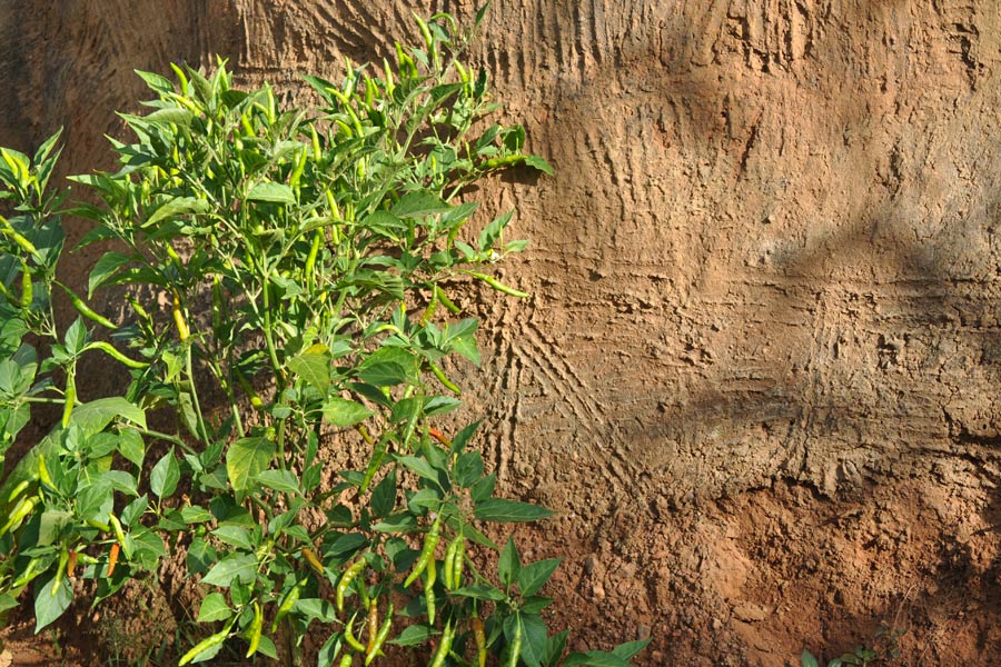 Bénin - Les Tata, des Châteaux Forts… en Banco