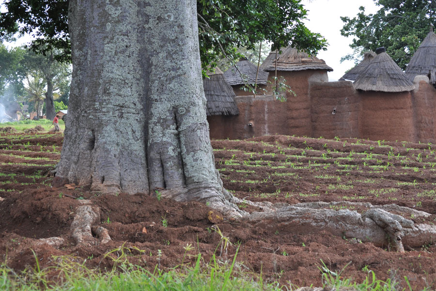 Bénin - Les Tata, des Châteaux Forts… en Banco