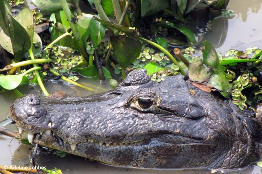 Brésil - Le Pantanal, en Jungle Brésilienne