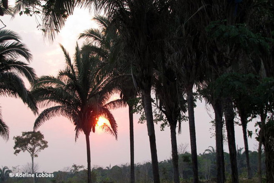 Brésil - Le Pantanal, en Jungle Brésilienne