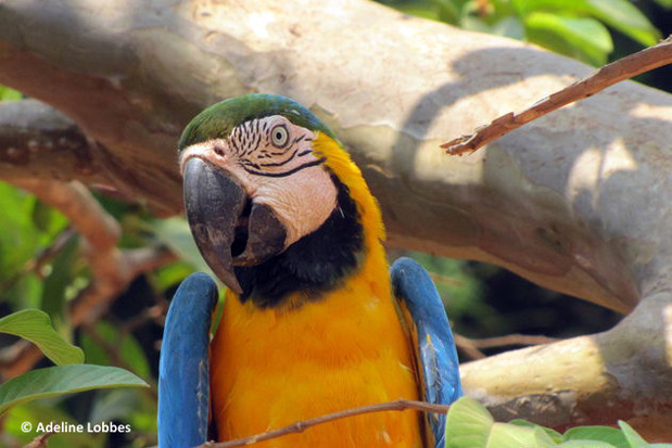 Brésil - Le Pantanal, en Jungle Brésilienne