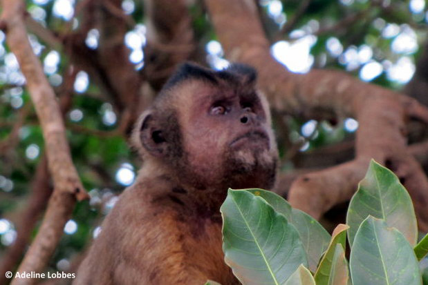 Brésil - Le Pantanal, en Jungle Brésilienne