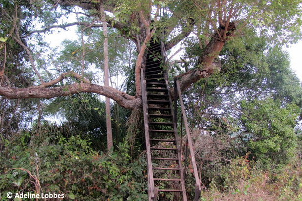 Brésil - Le Pantanal, en Jungle Brésilienne