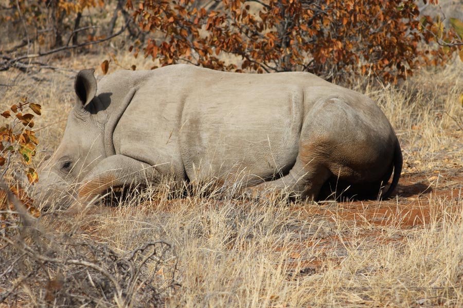 Botswana - Marcher parmi les Rhinos à Limpopo Lipadi