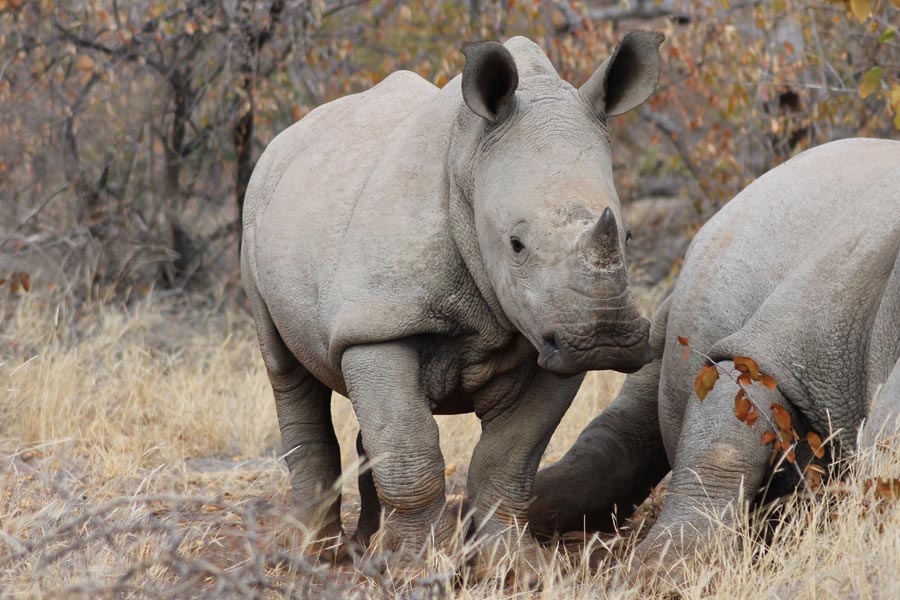 Botswana - Marcher parmi les Rhinos à Limpopo Lipadi