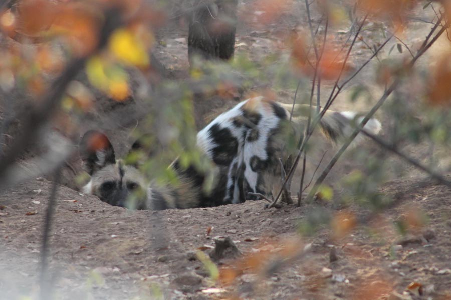 Botswana - Marcher parmi les Rhinos à Limpopo Lipadi