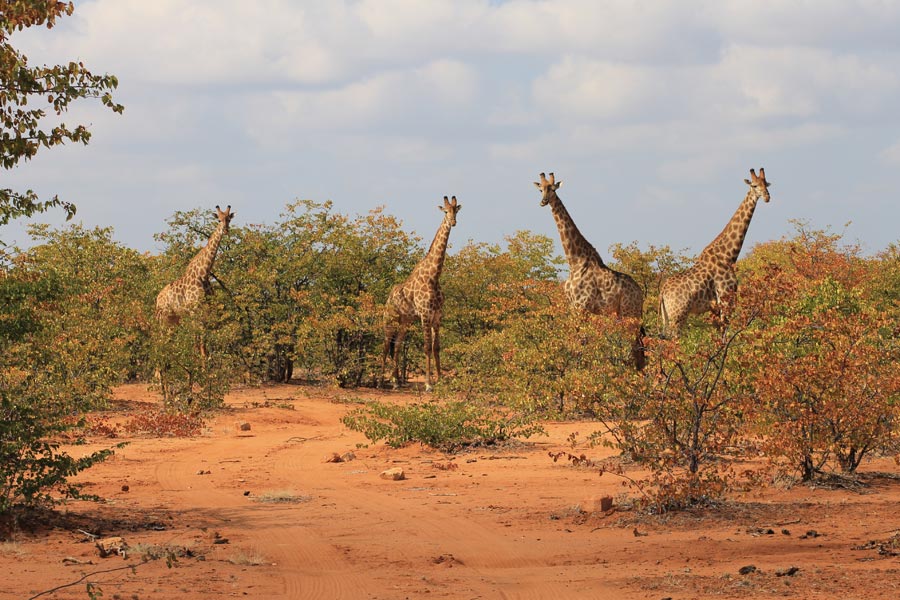 Botswana - Marcher parmi les Rhinos à Limpopo Lipadi