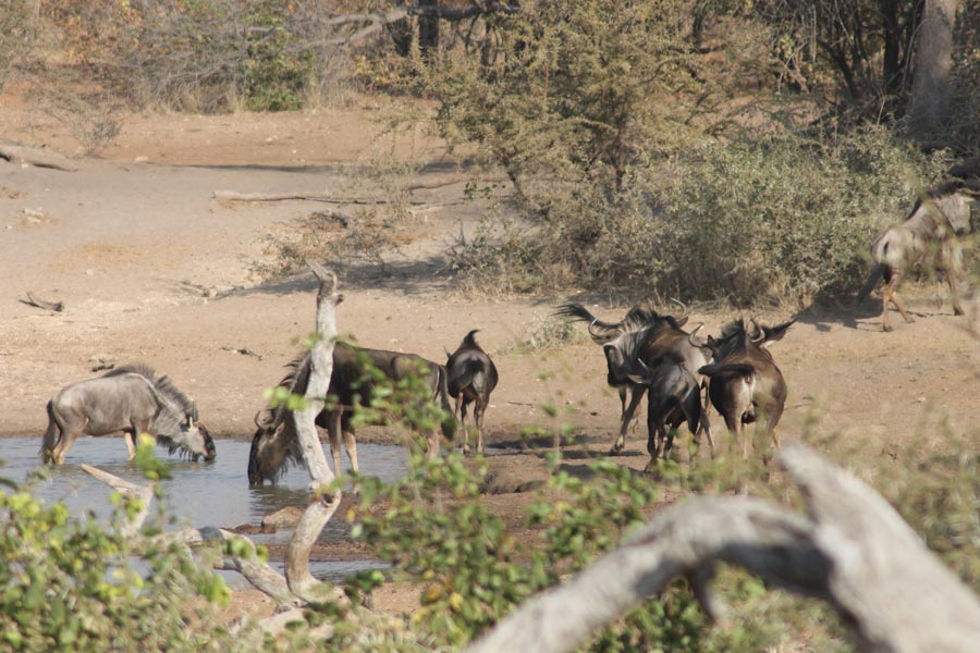 Botswana - Marcher parmi les Rhinos à Limpopo Lipadi