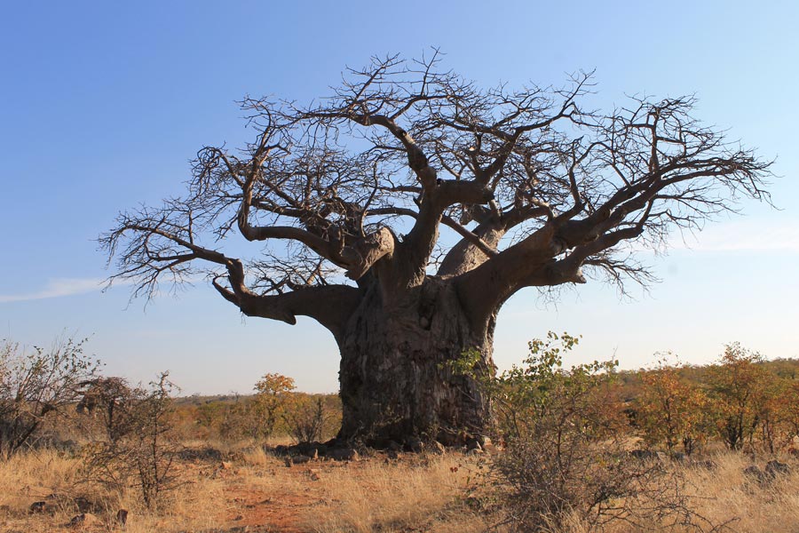 Botswana - Wild At Tuli